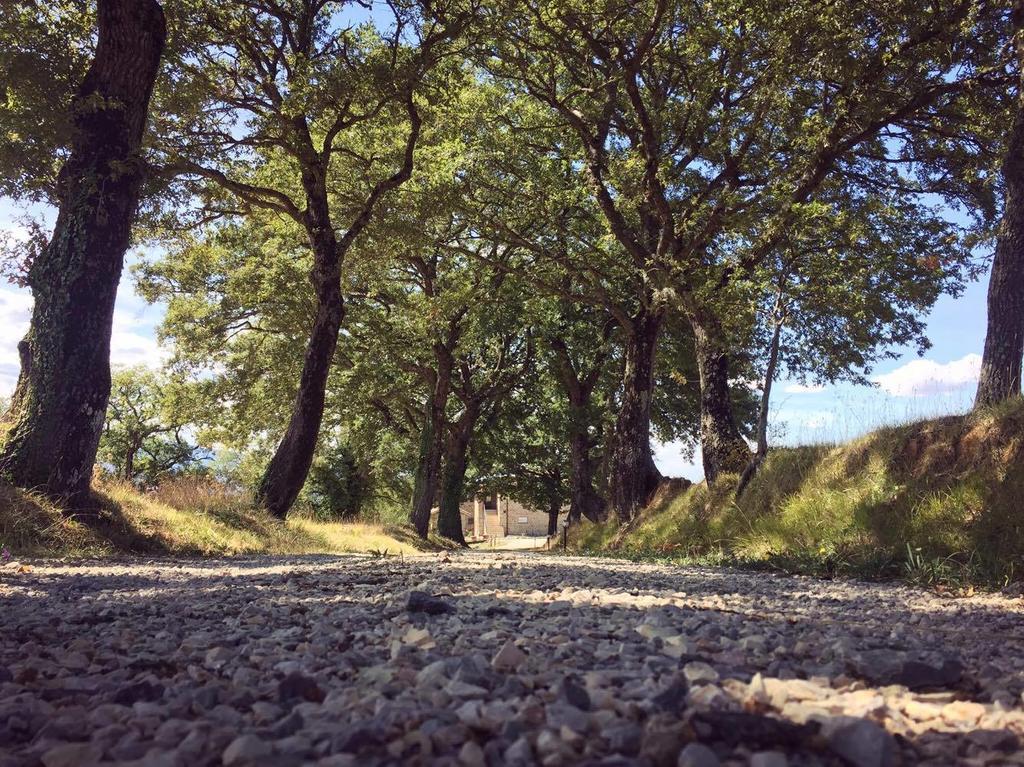 Agriturismo Ipoderi Chianciano Terme Eksteriør billede